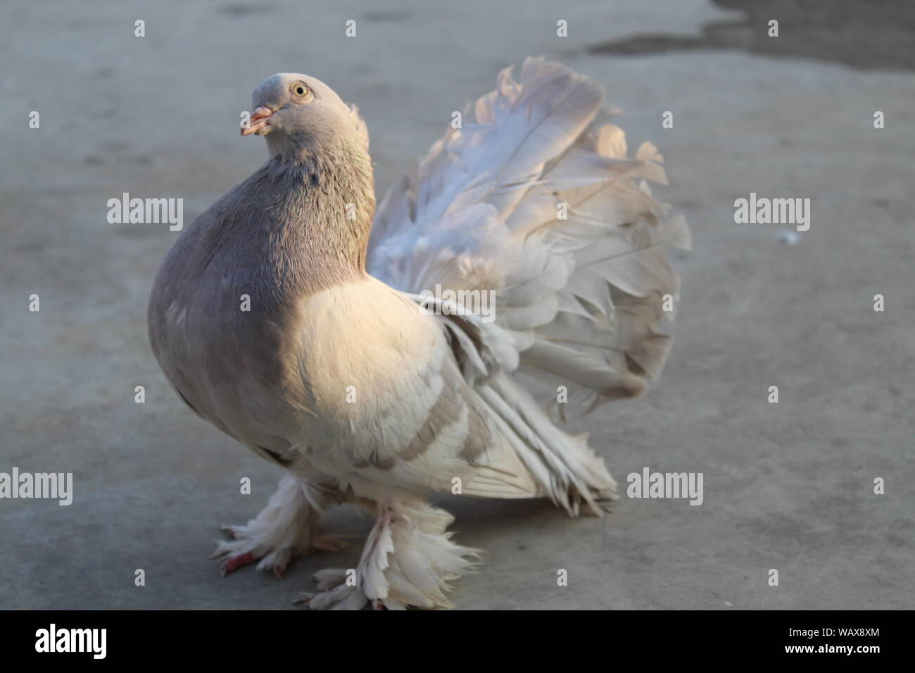 Un meraviglioso Piccione di fantasia Foto Stock