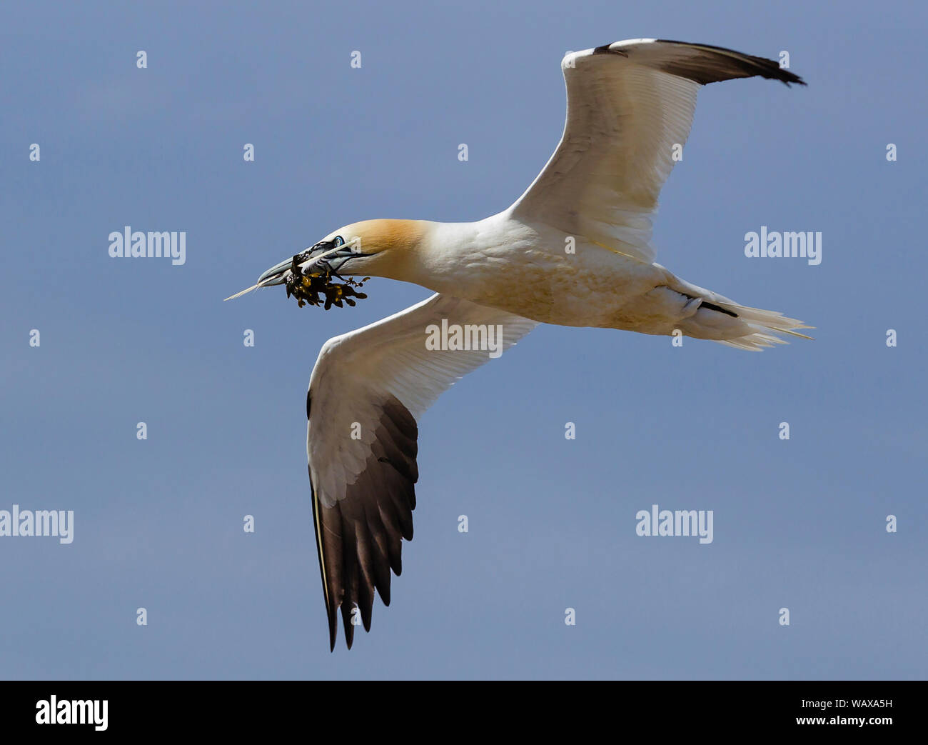 Gannett in volo con materiale di nido nel suo becco, Bass Rock, Scozia Foto Stock