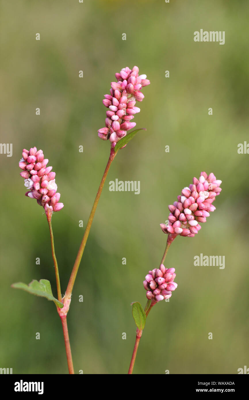 Redshank Persicaria maculosa Foto Stock