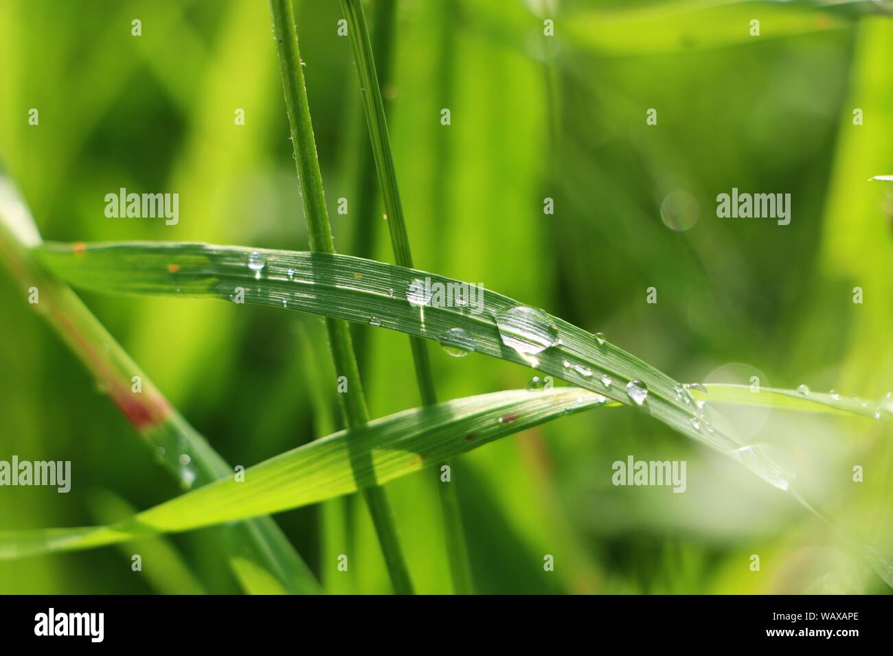 Paillette di erba con gocce d'acqua sotto il sole dopo la pioggia Foto Stock