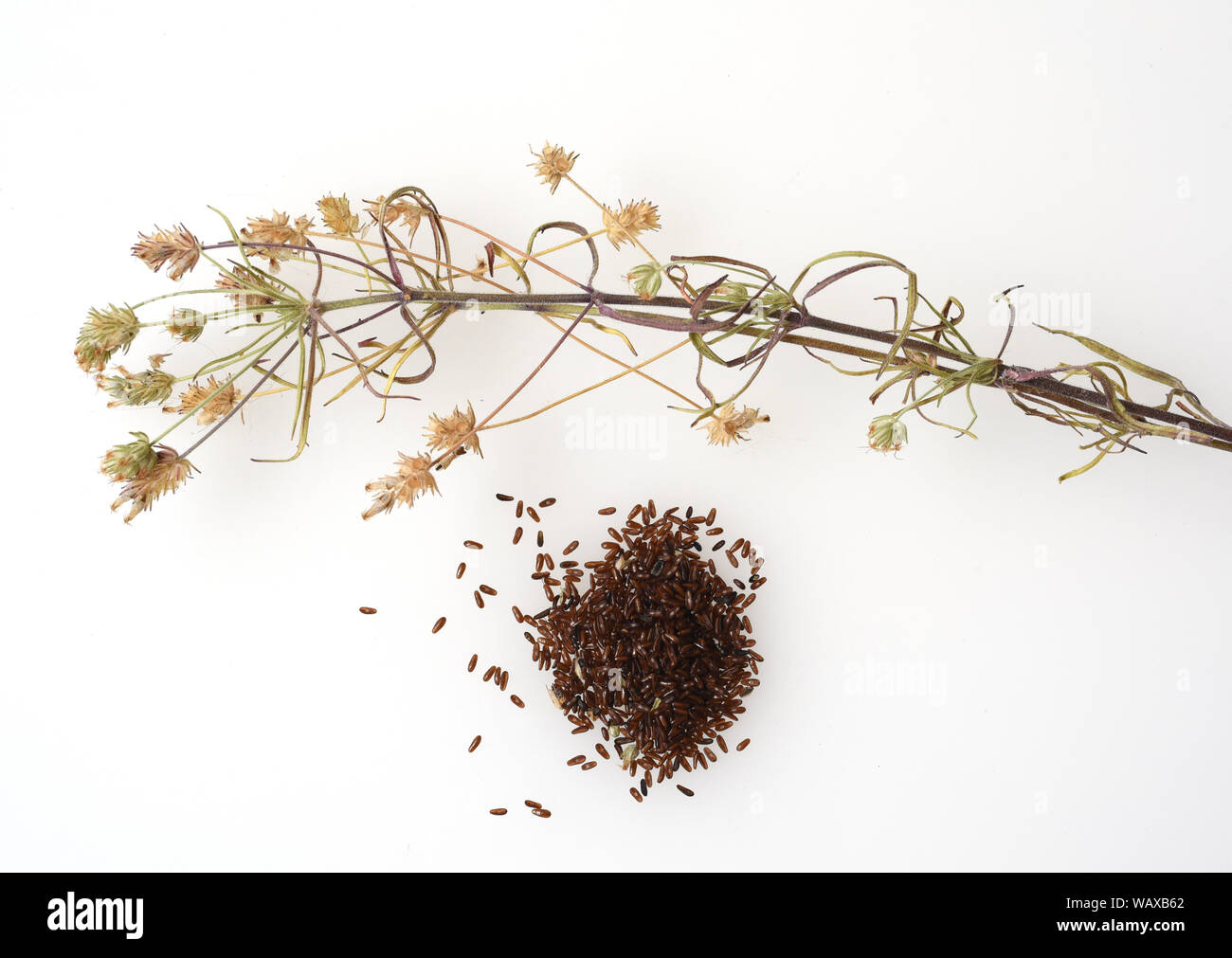 Schwarzer Flohsamen, Afra planzago ist eine wichtige Heilpflanze und wird haeufig in der Medizin verwendet. Die Pflanze einjaehrig ist. Psylliu nero Foto Stock