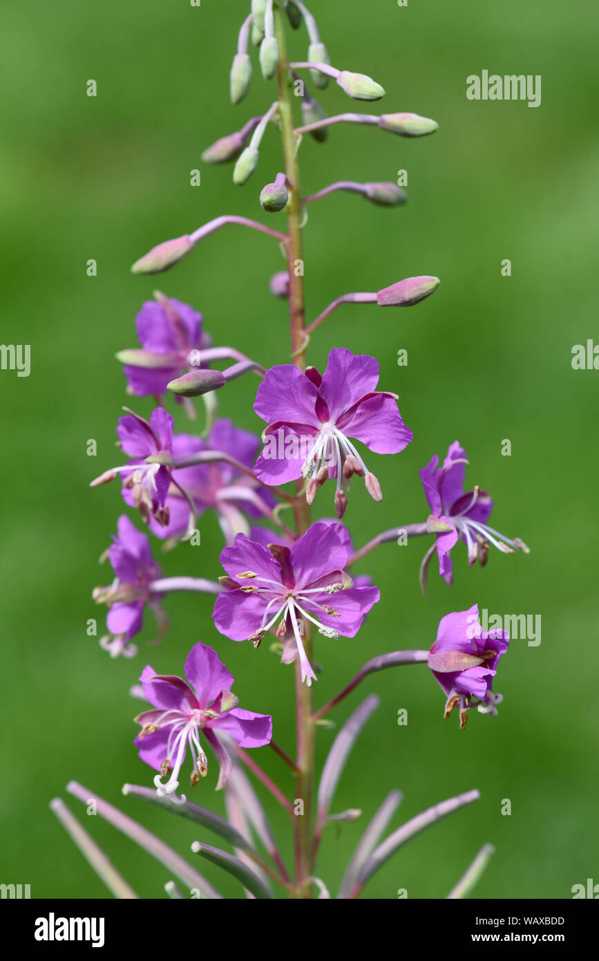 Weidenroeschen, Epilobium angustifolium, ist eine Heilpflanze und Wildpflanze mit lila Blueten. Willowherb, Epilobium angustifolium, è un medicinale pl Foto Stock