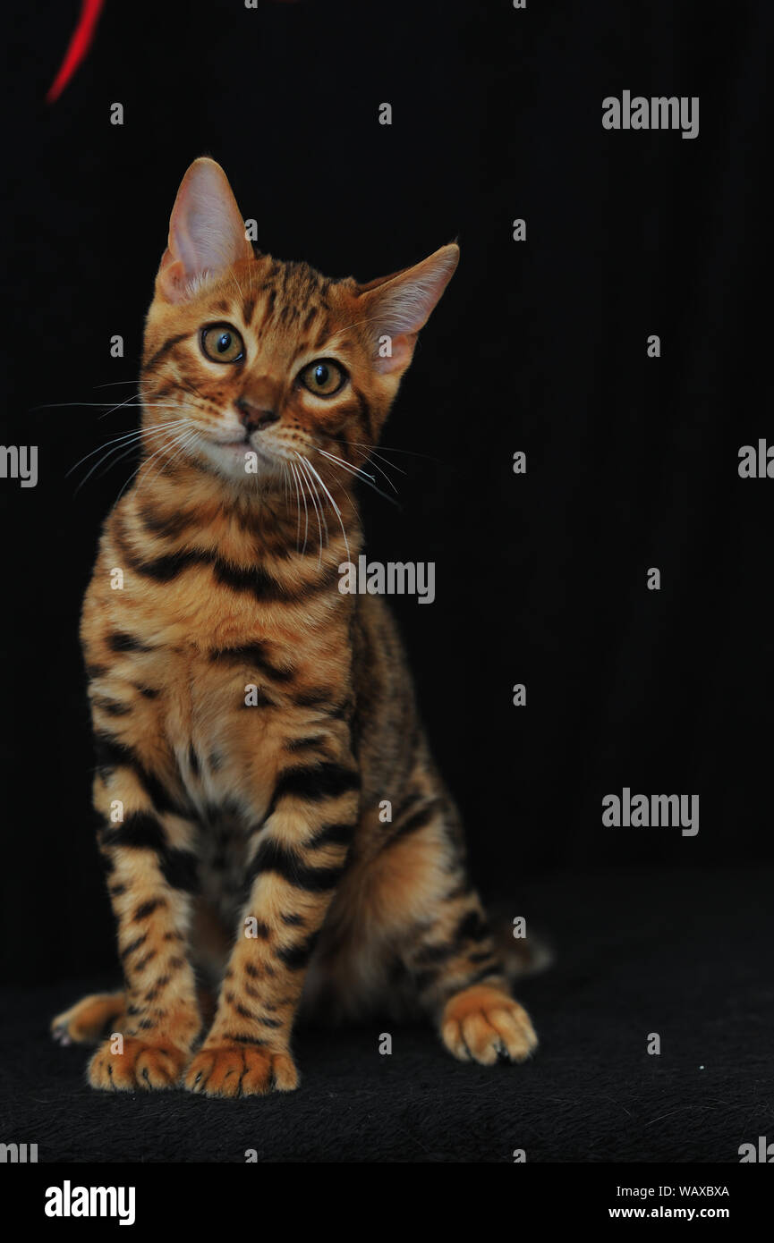 Bella Bengala gattino, 3 mesi di età Foto Stock