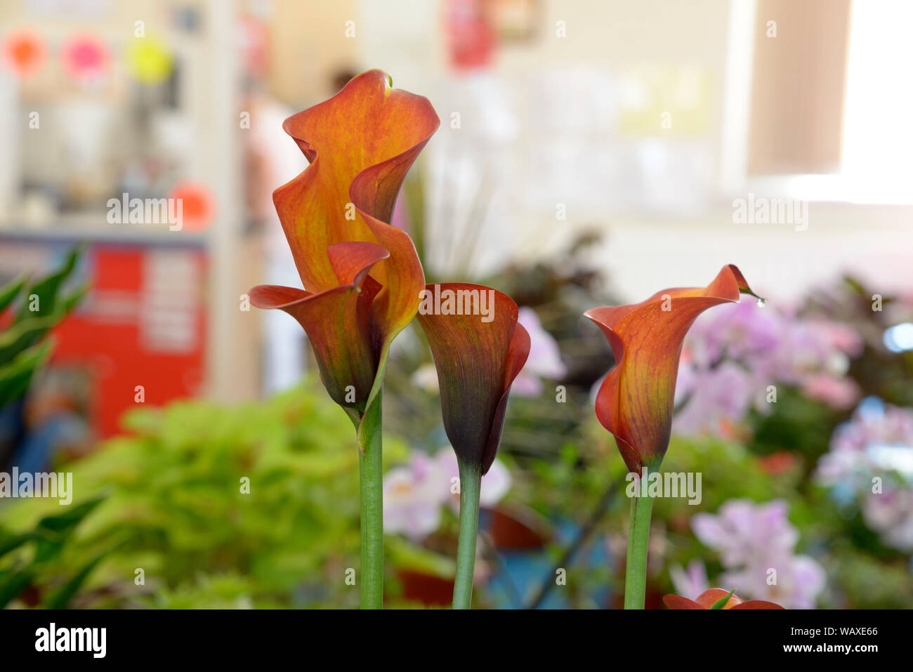Calla Lilies in flower show, in Attenborough , Nottingham. Foto Stock