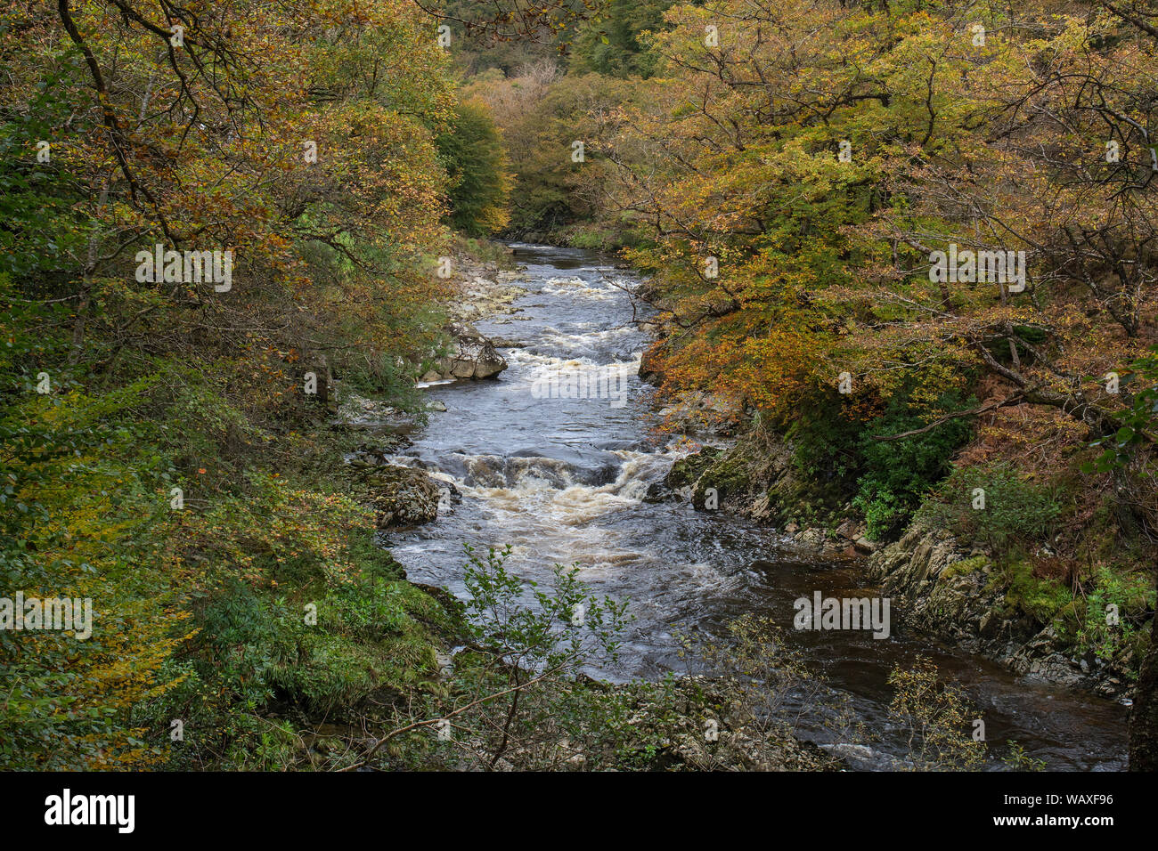 Afon (Fiume) Mawddach fluente attraverso il Coed-y-brenin Bosco in autunno vicino Ganllwyd vicino a Dolgellau Snowdonia National Park Wales UK Ottobre 2017 Foto Stock