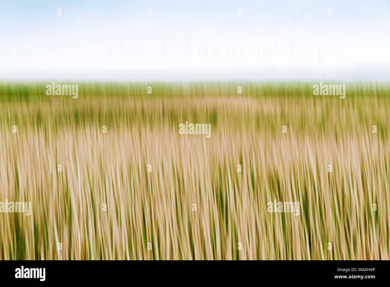 Artistico lame di erba nel vento, Isola di Amrum Foto Stock