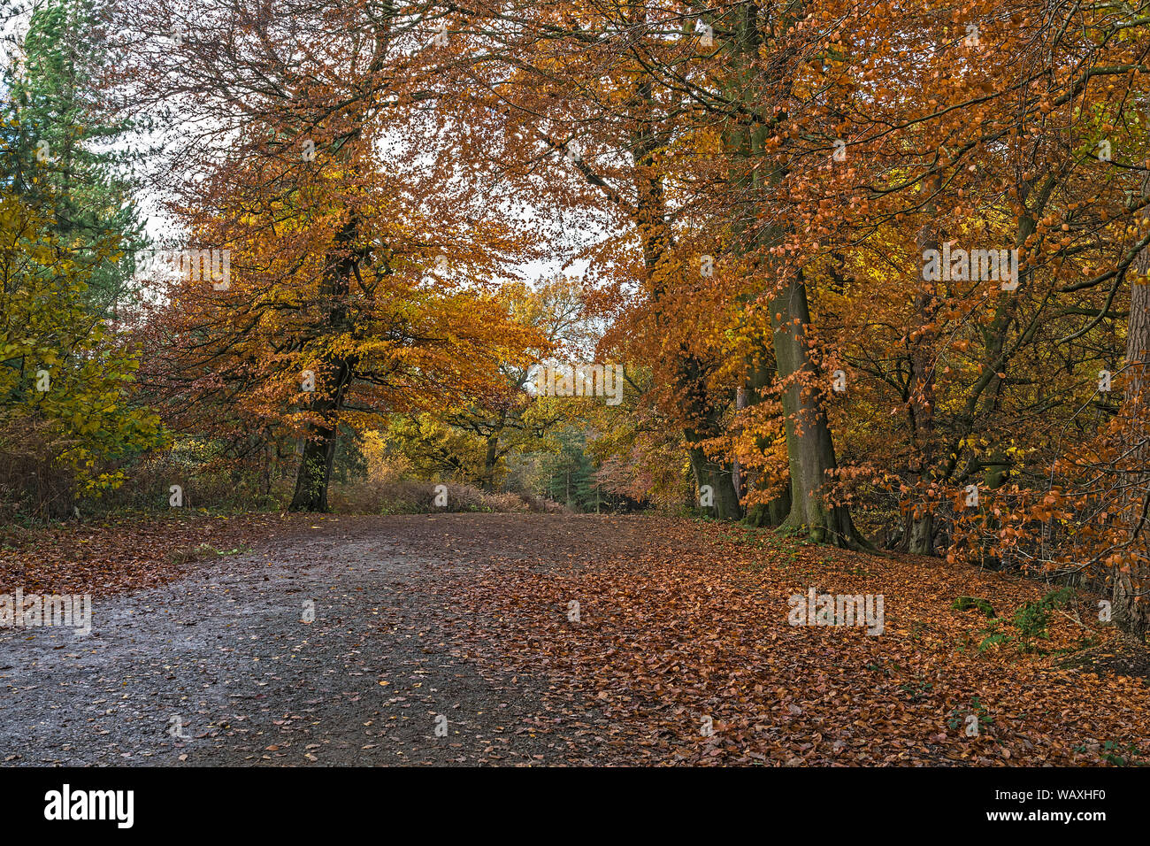 Alberi di faggio (Fagus sylvatica) in autunno a fianco di un percorso attraverso Delamere Forest CHESHIRE REGNO UNITO Novembre 2018 Foto Stock