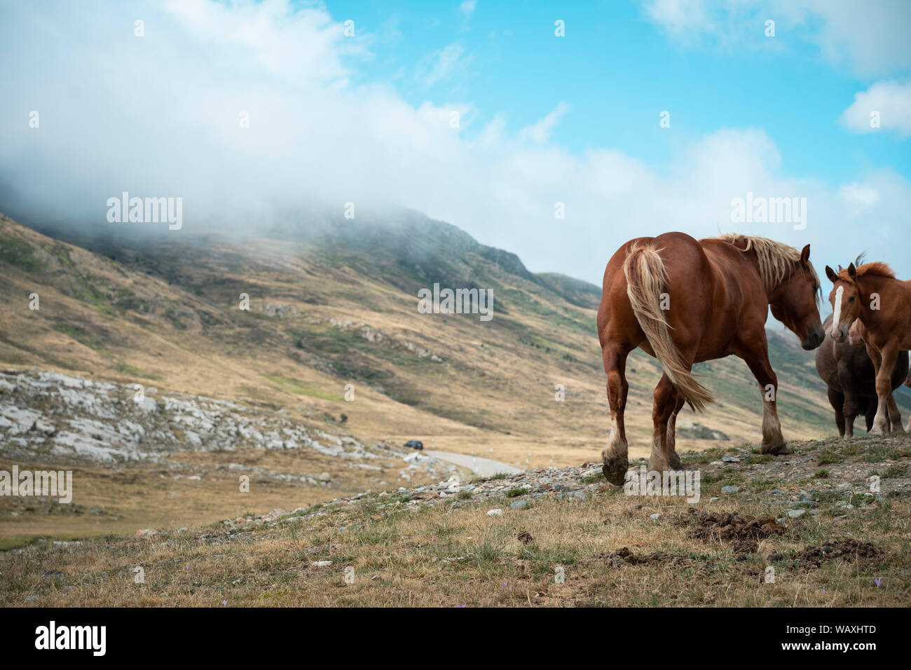 Due cavalli in montagna Foto Stock