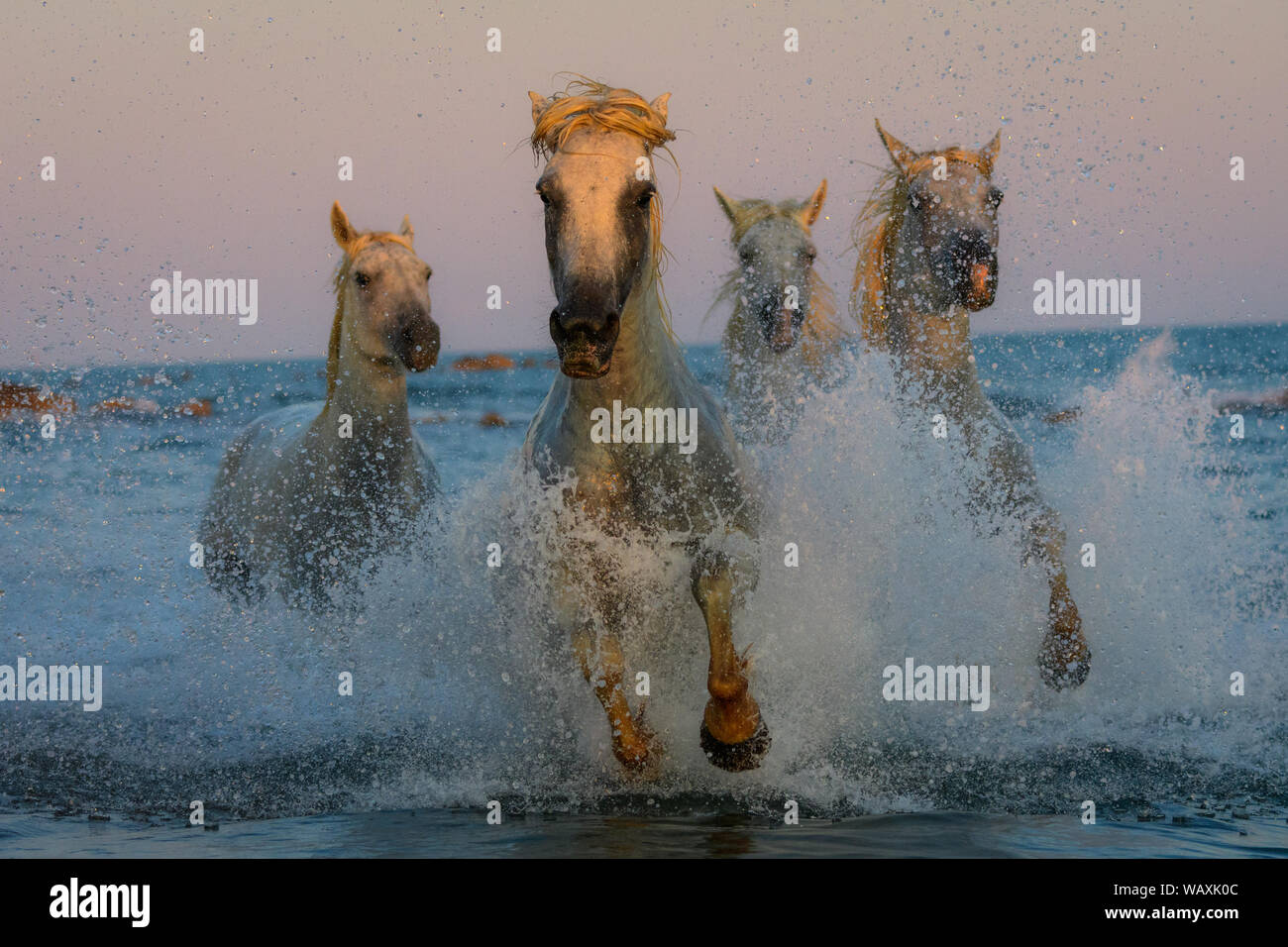 White cavalli Camargue correre sulla spiaggia in acqua di mare... Foto Stock