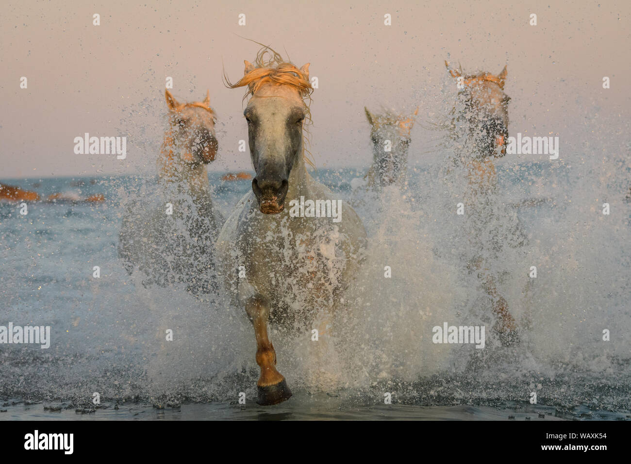 White cavalli Camargue correre sulla spiaggia in acqua di mare... Foto Stock