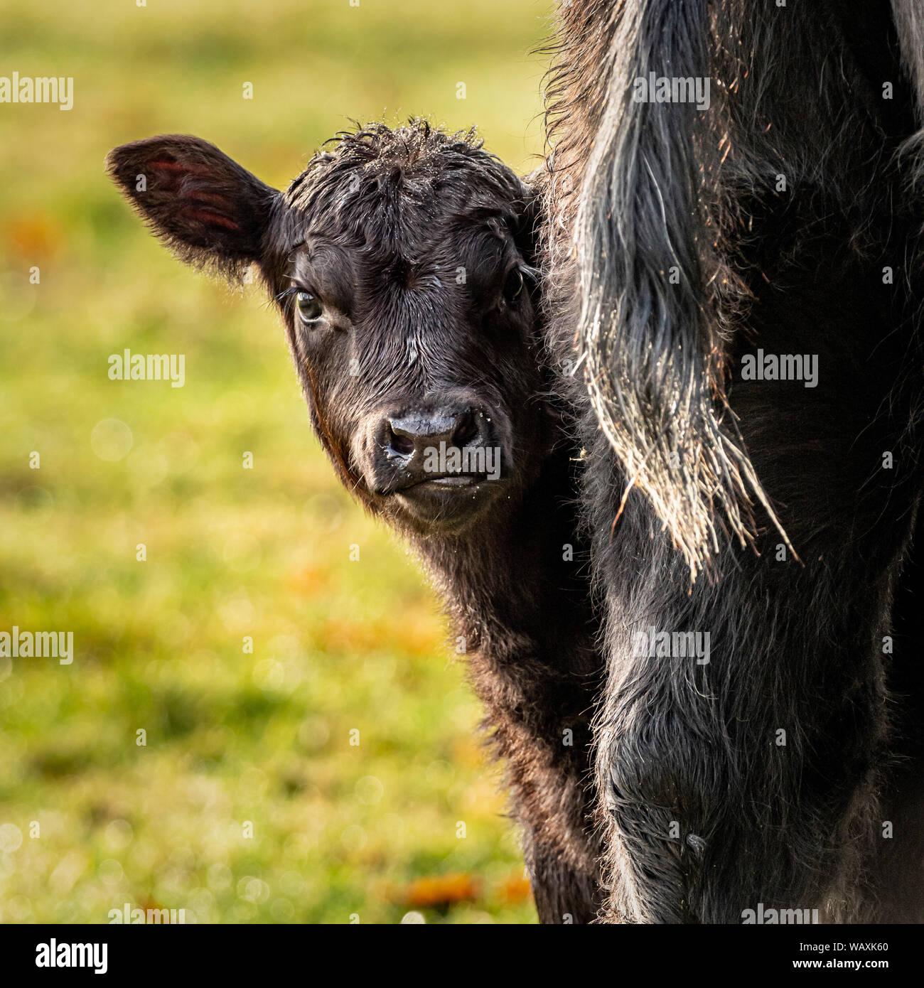 I giovani vitelli di nascondersi dietro la madre Foto Stock