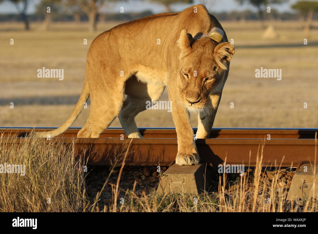 Hwange Lion Foto Stock