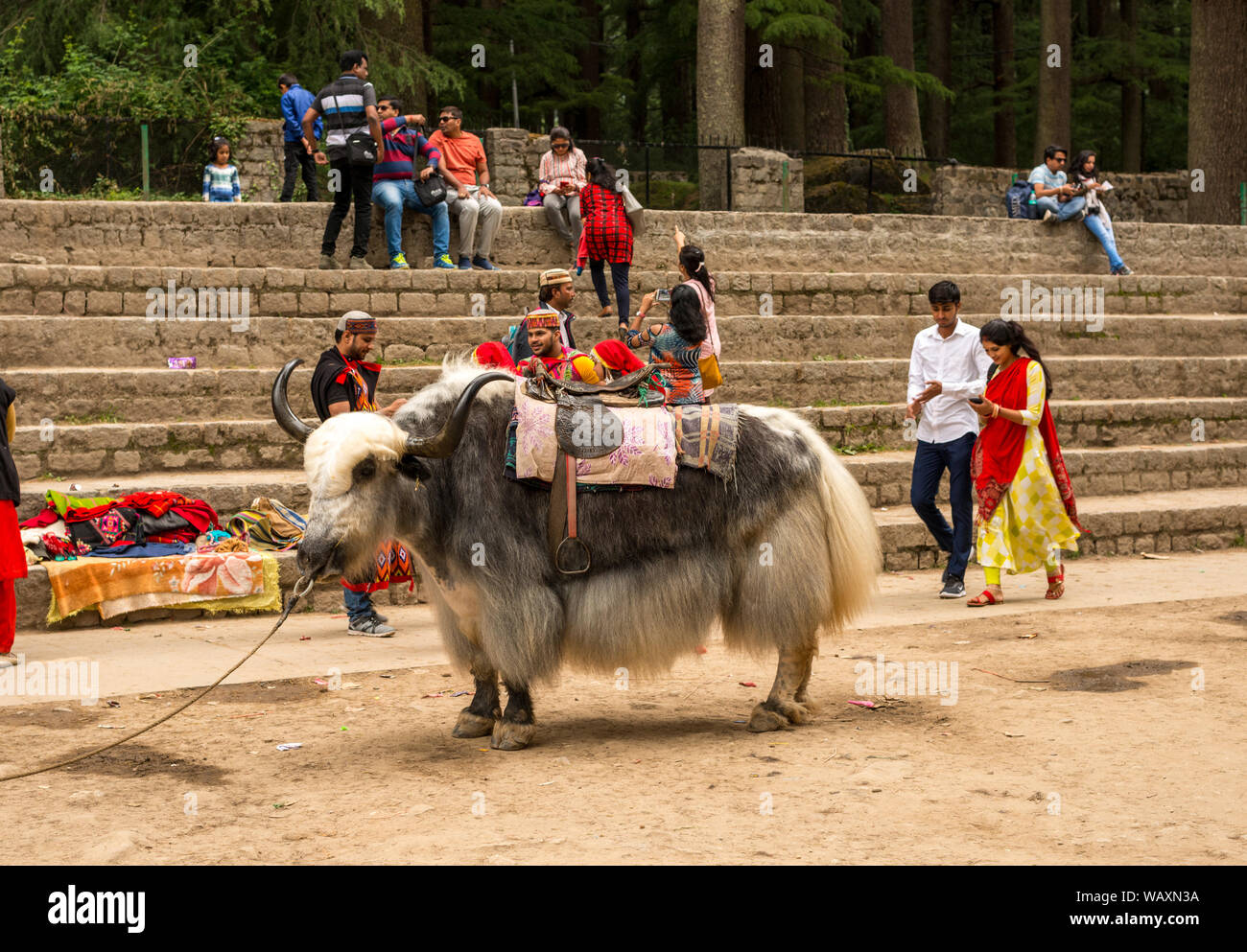 Manali, Himachal Pradesh, India - 27 Maggio 2019 : Yak al luogo turistico in manali Foto Stock