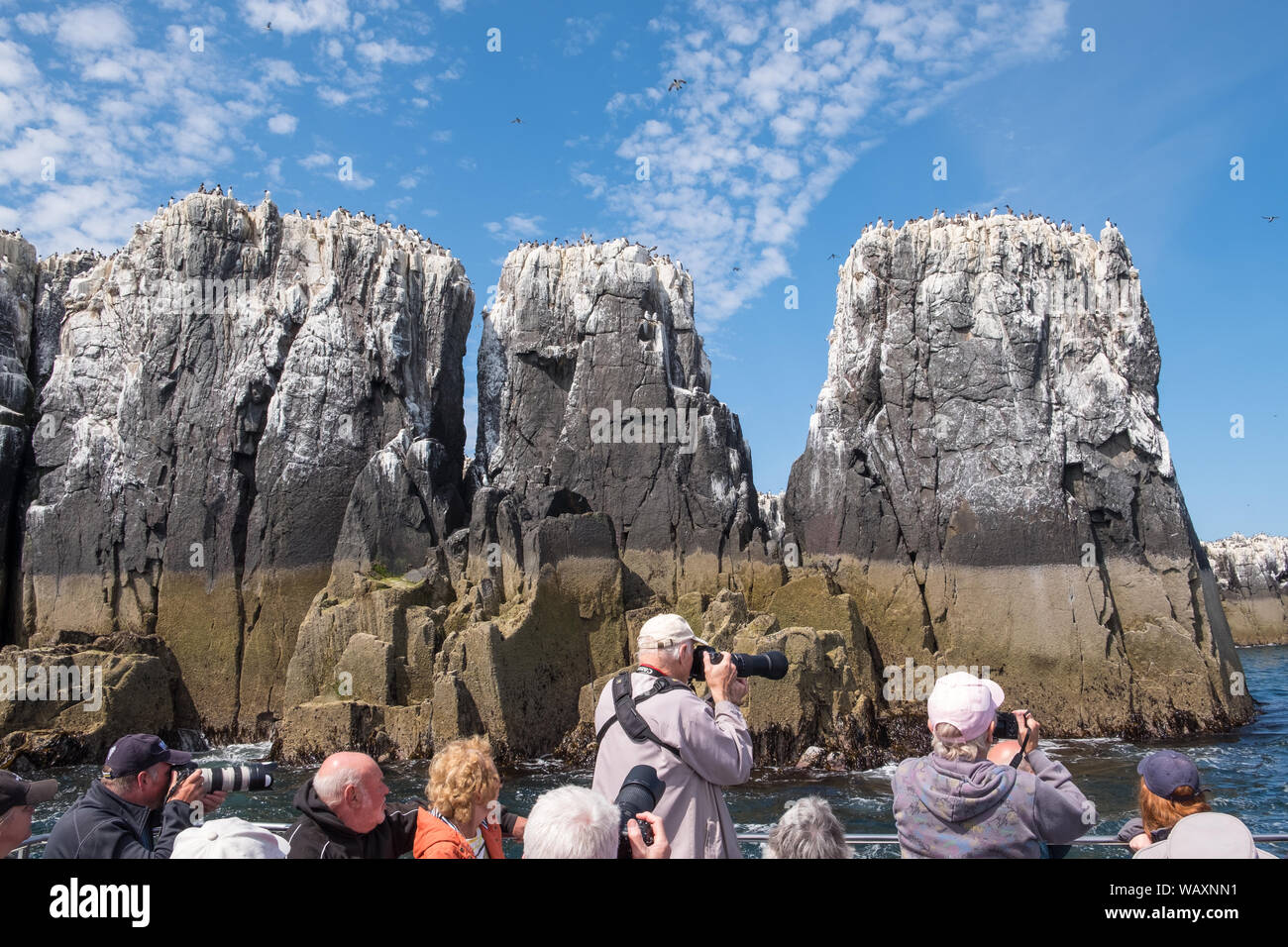 Il farne delle isole sono un gruppo di piccole isole al largo della costa del Northumberland e sono la casa di molti uccelli di mare compresi razorbills, guillemots,pulcinelle di mare Foto Stock