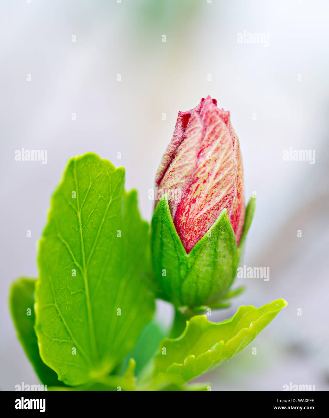 Red Hybiscus Bud circa per aprire e BLOOM. Foto Stock