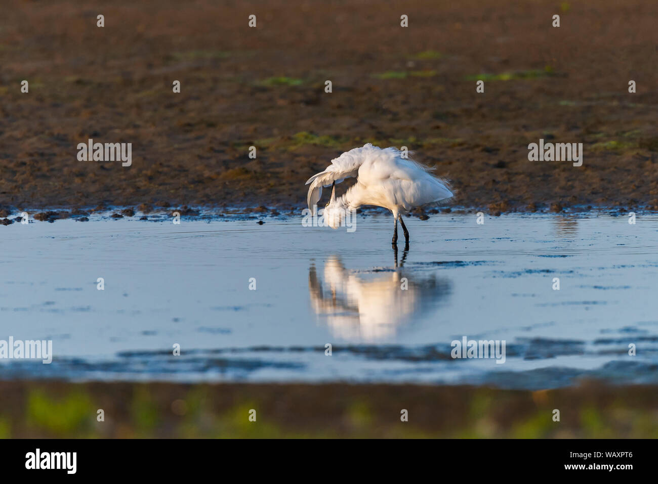 Garzetta, Egretta garzetta, sulla flotta laguna, Dorset. Preening con ala teso e testa a testa in giù Foto Stock