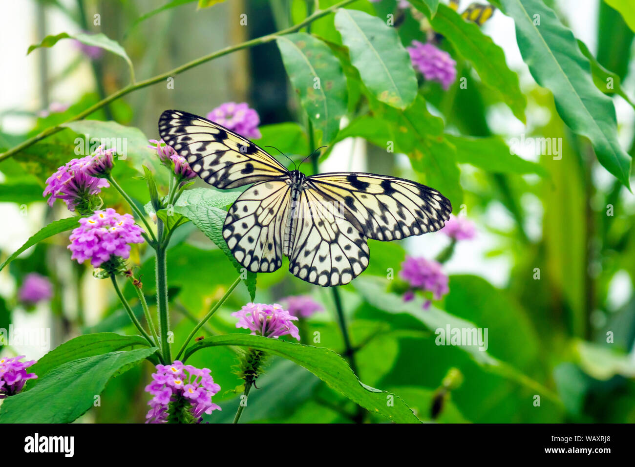 Una farfalla tropicale tipica di molte specie sul display al mondo delle farfalle in corrispondenza di Preston Park Stockton on Tees Foto Stock