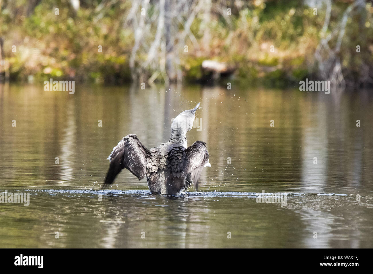Rosso-throated Diver Foto Stock