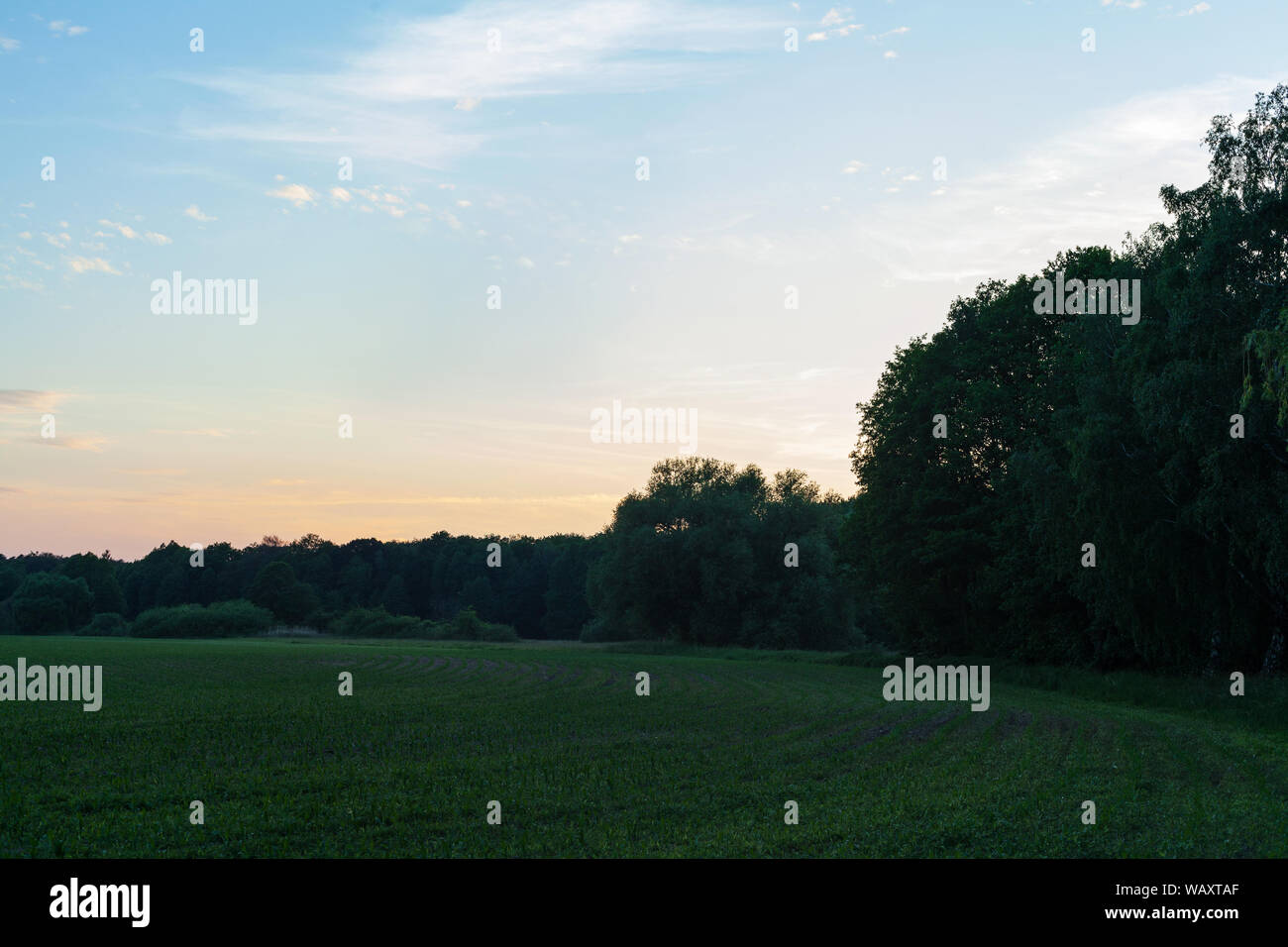 Atmosfera serale in un campo con gli alberi e il verde erba. Bella luce e colori copyspace Foto Stock