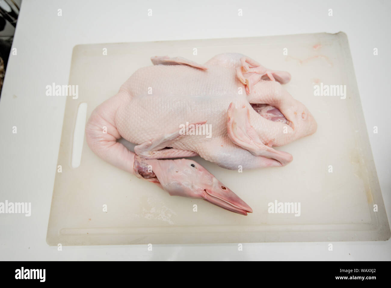 L anatra arrosto, gill duck, cibo cinese Foto Stock