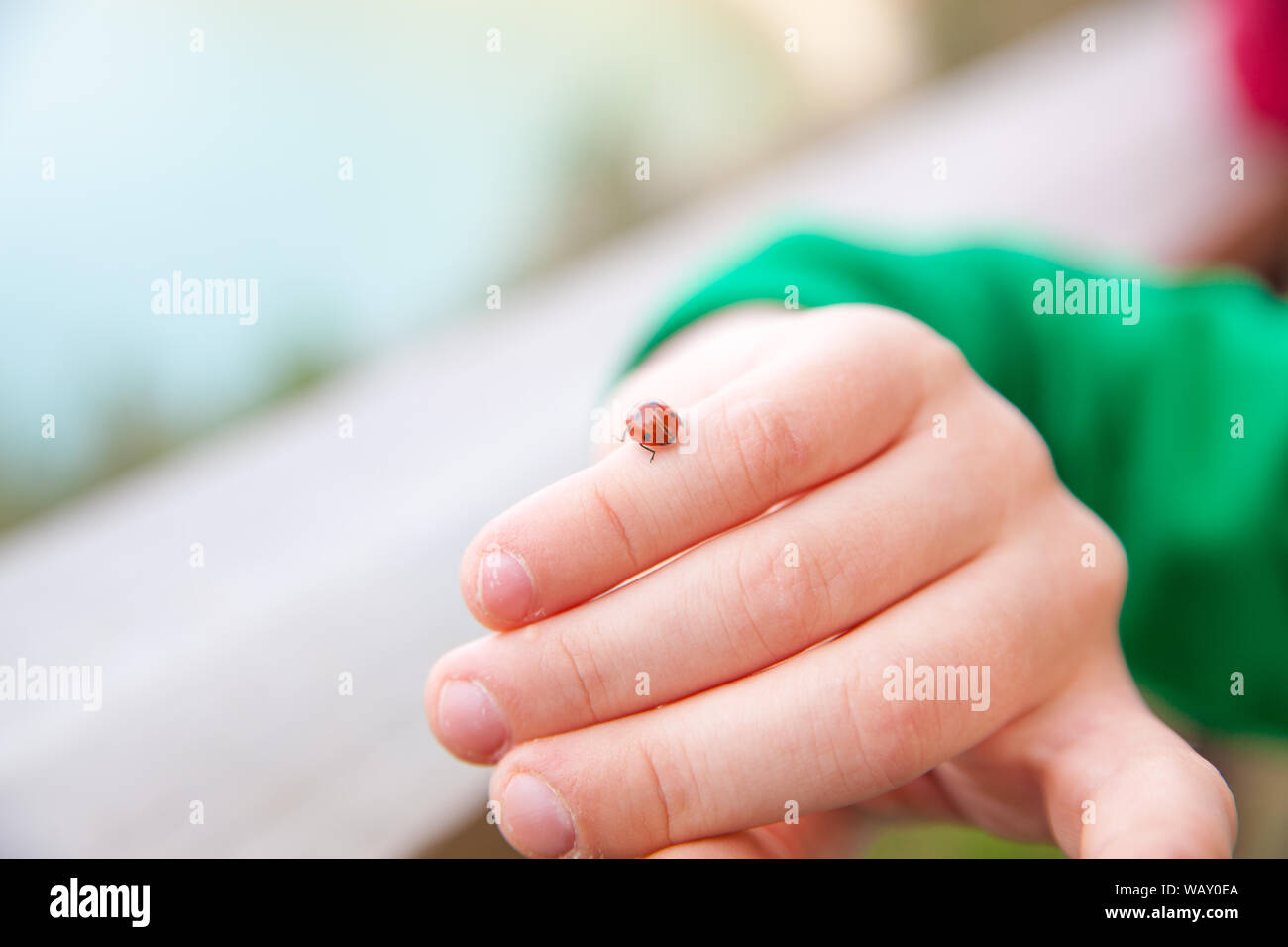 Ladybug strisciando su un bambino la mano Foto Stock