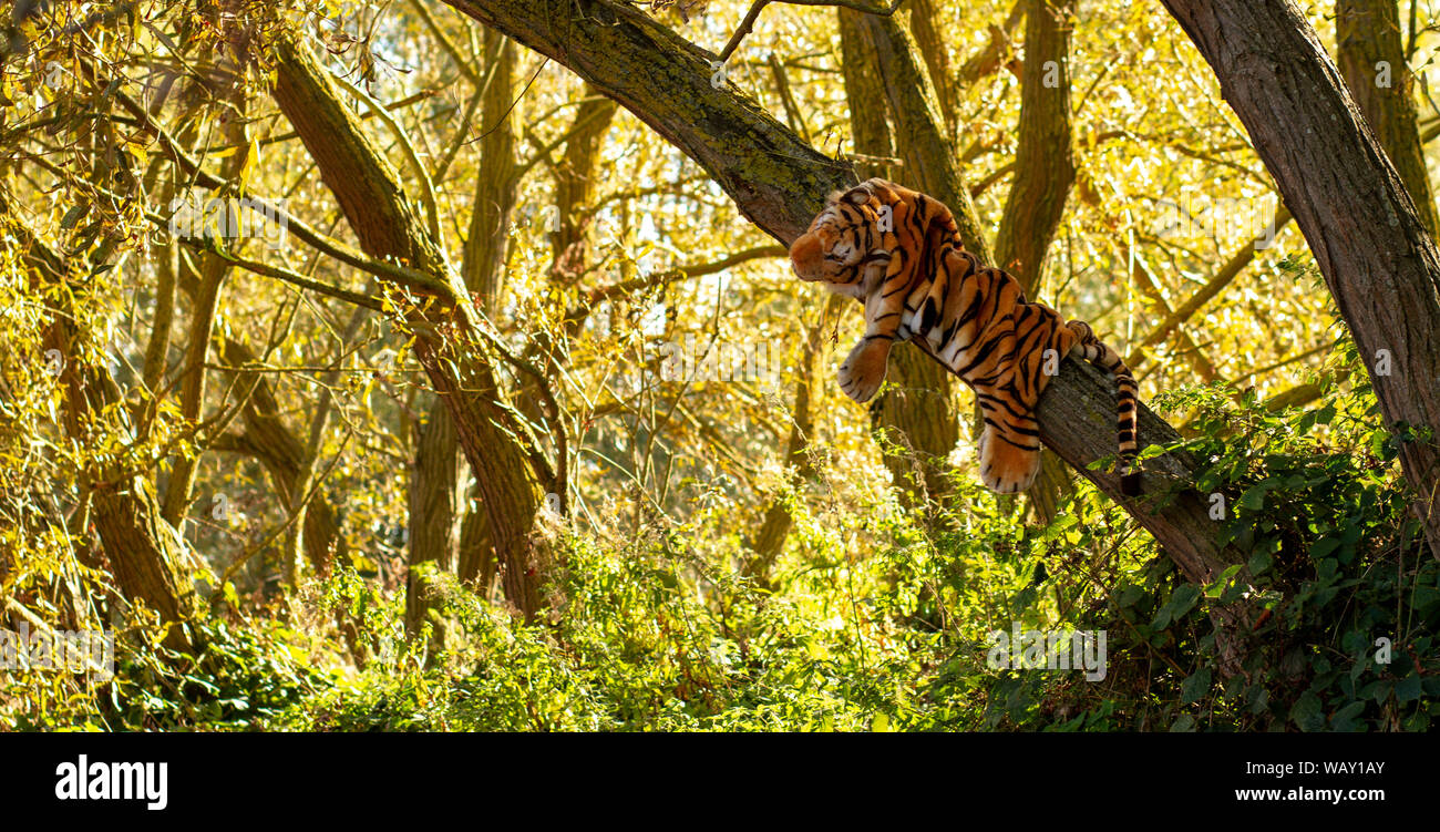 Fake tiger appeso a un albero nella foresta Foto Stock