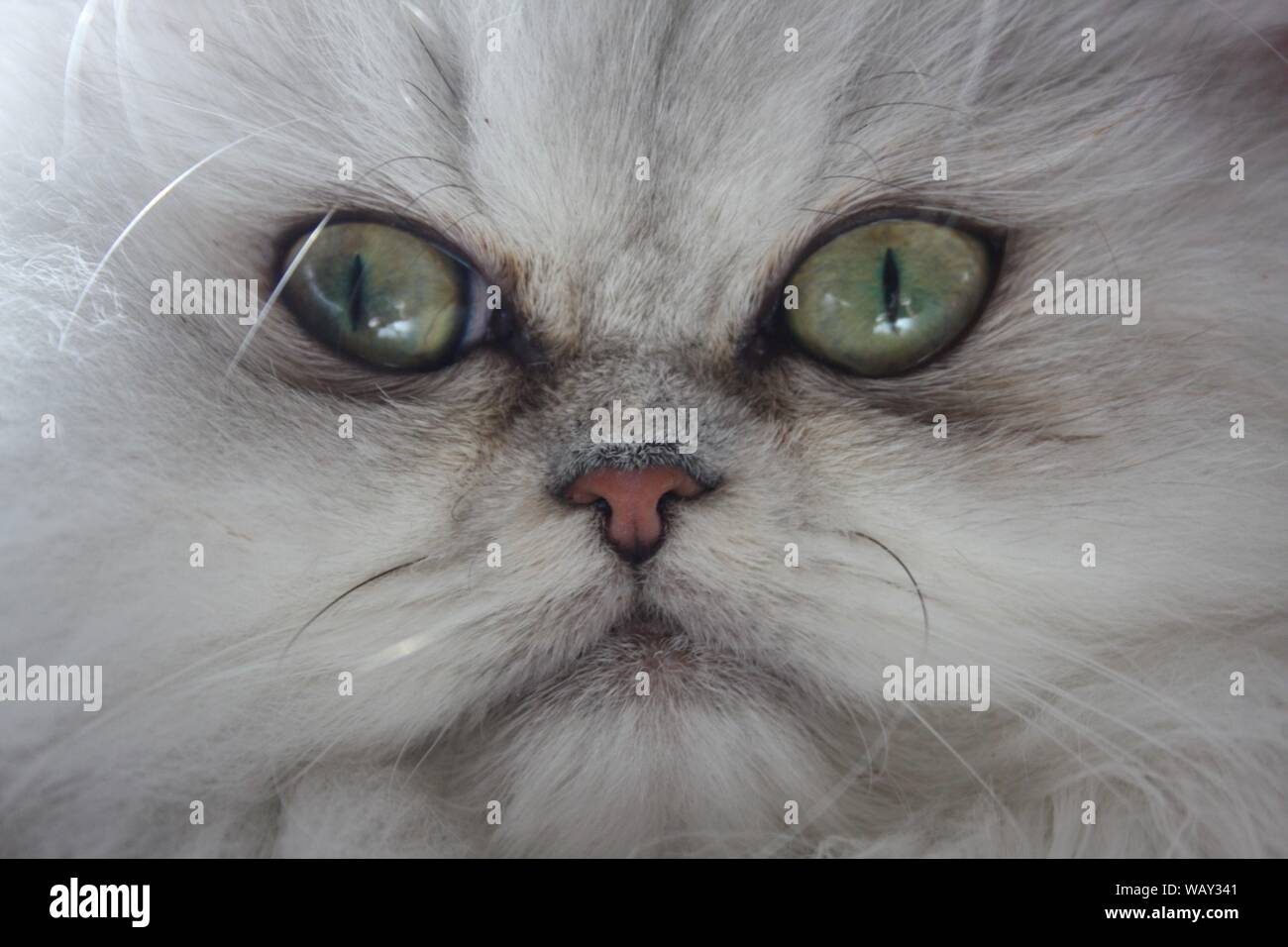 Argento ombreggiata gattino persiano, gatto con occhi verdi Foto Stock