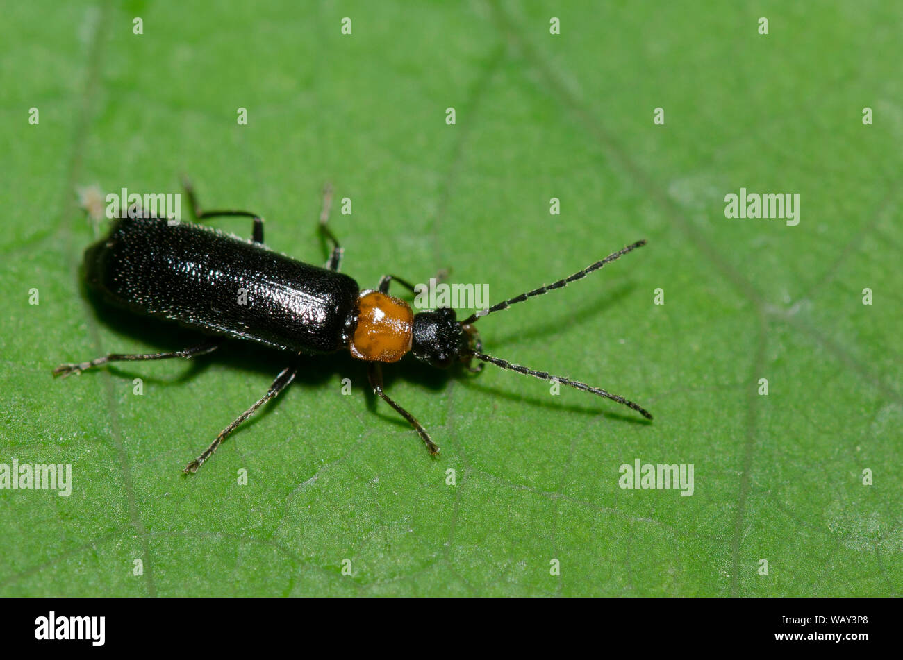 Soldato Beetle, Rhagonycha sp. Foto Stock