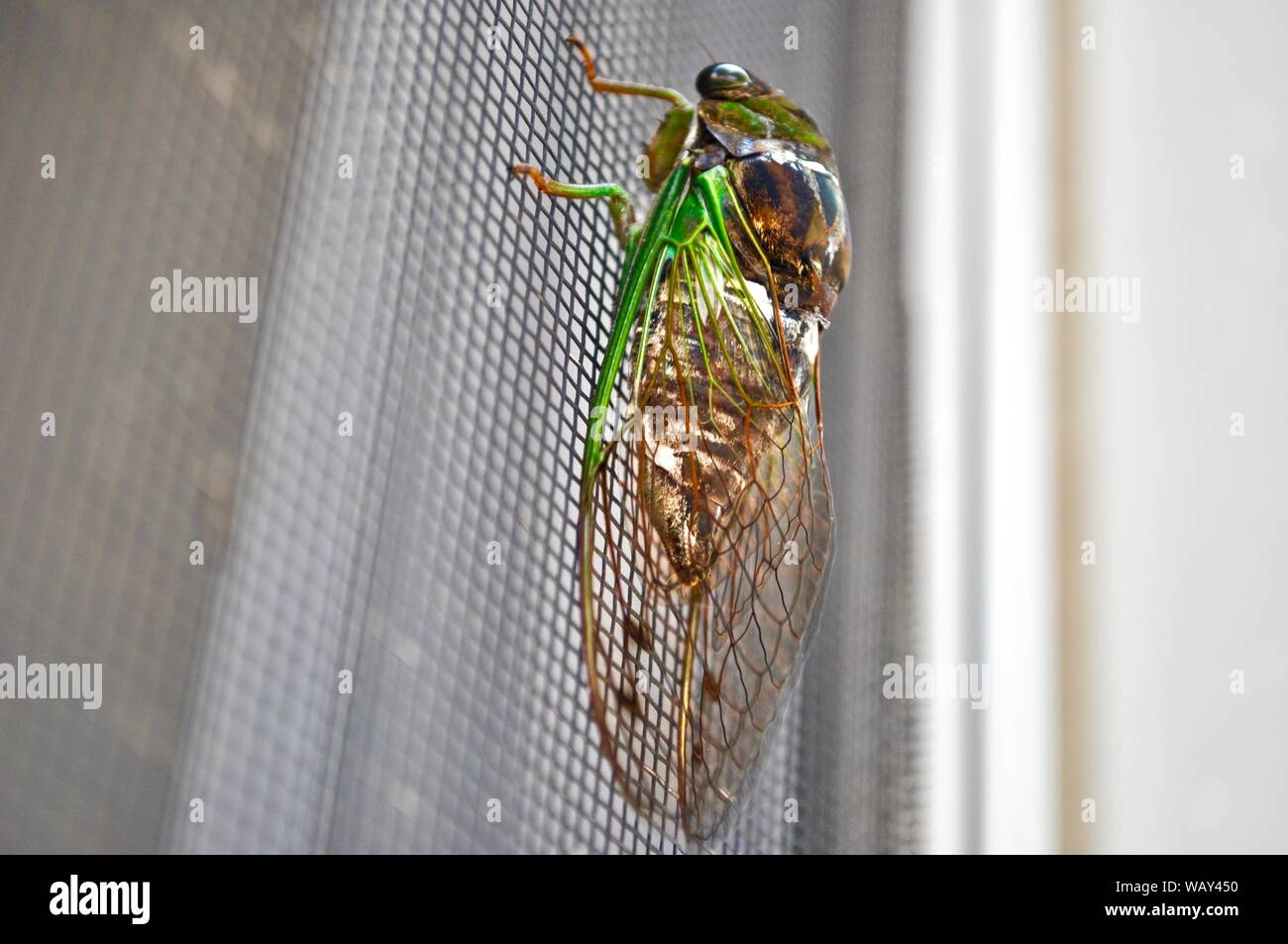 Il mondo più grande Fly Foto Stock