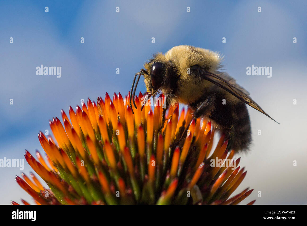 Marrone-belted Bumble Bee (Bombus griseocollis) Foto Stock