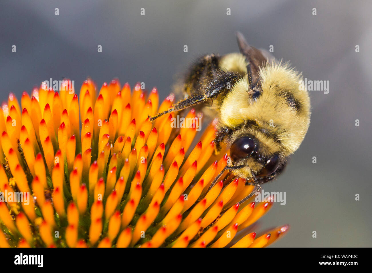 Marrone-belted Bumble Bee (Bombus griseocollis) Foto Stock