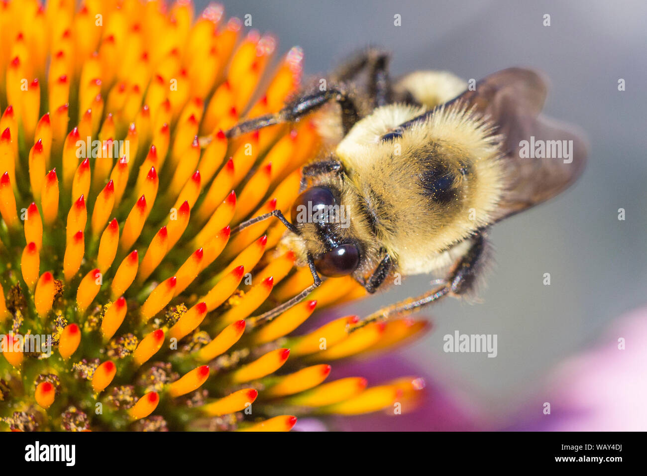 Marrone-belted Bumble Bee (Bombus griseocollis) Foto Stock