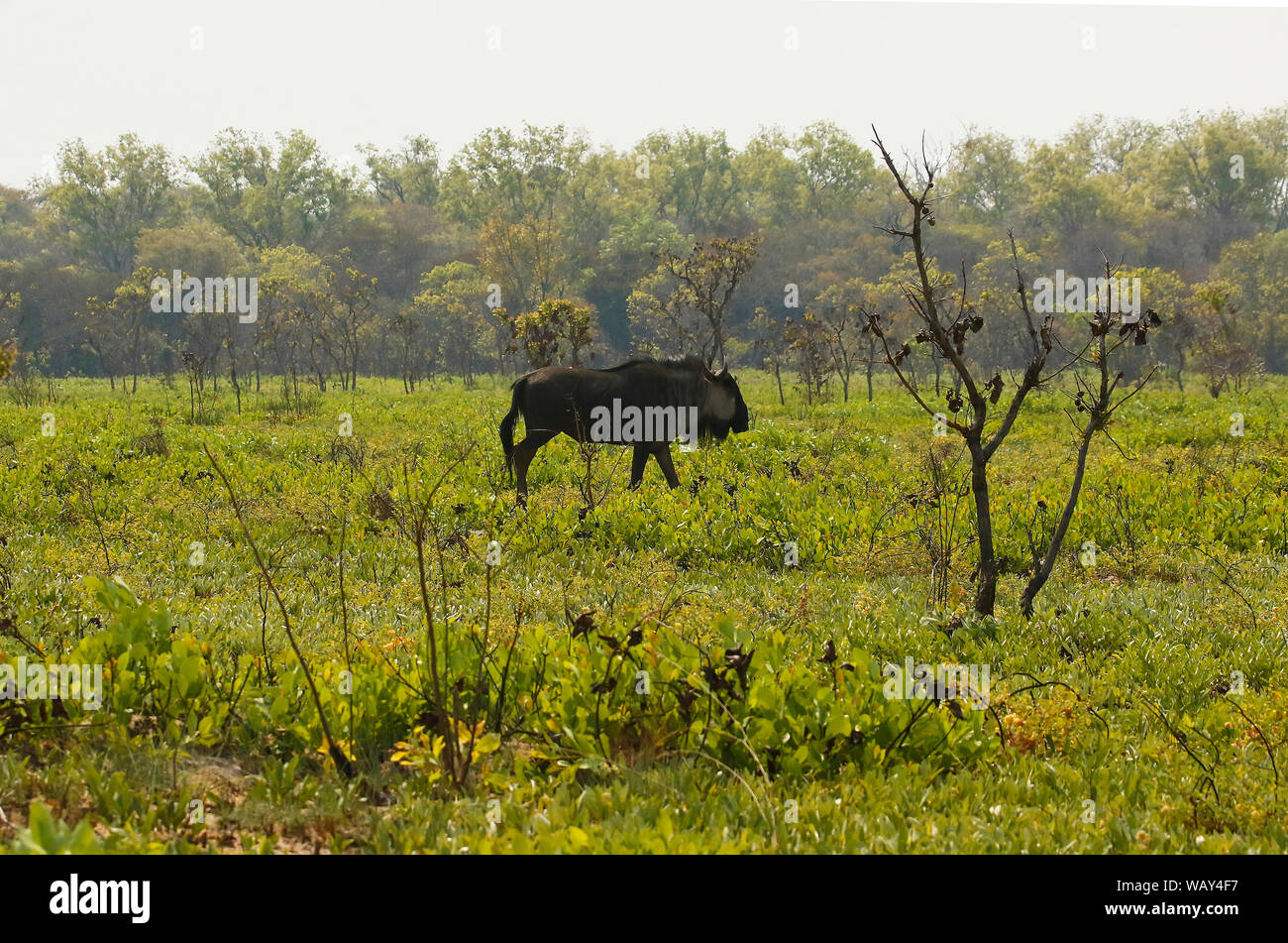 La GNU/Wildebeest di Cookson (Connochaetes gnou cooksonni) nelle pianure di Busanga. Parco nazionale di Kafue. Zambia Foto Stock