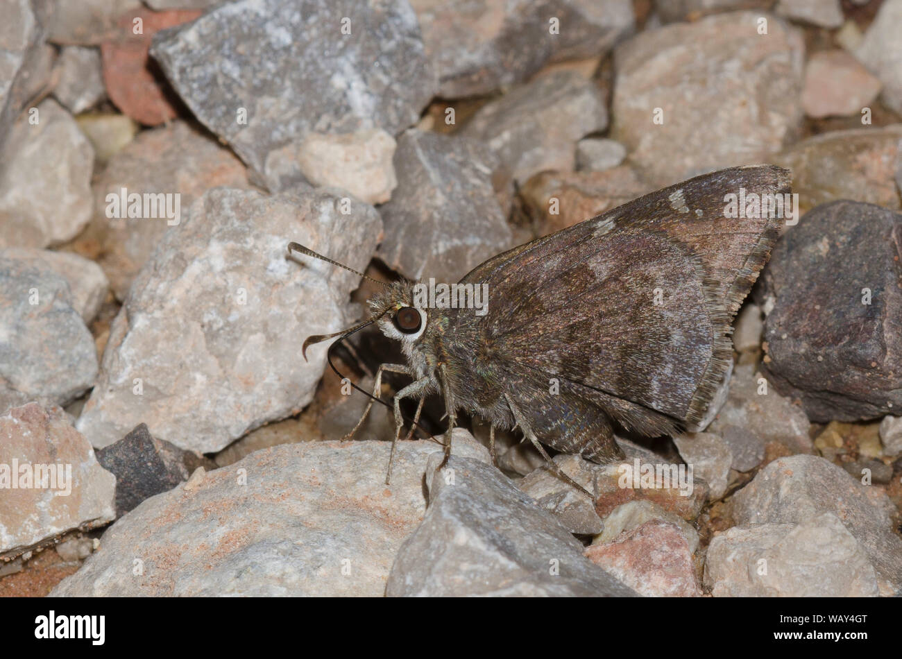 Outis Skipper, Cogia outis, fango-copertura Foto Stock