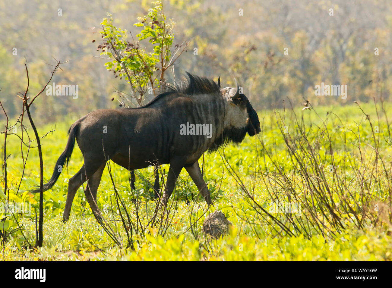 La GNU/Wildebeest di Cookson (Connochaetes gnou cooksonni) nelle pianure di Busanga. Parco nazionale di Kafue. Zambia Foto Stock