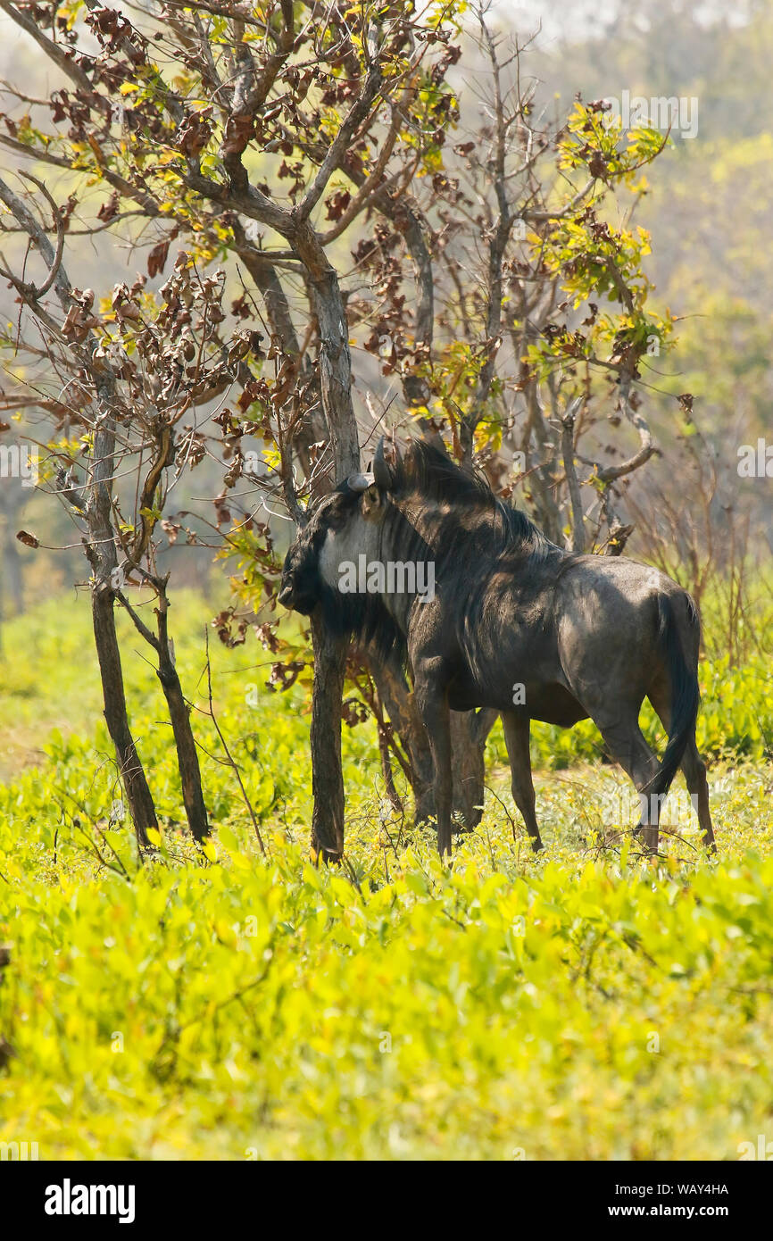 La GNU/Wildebeest di Cookson (Connochaetes gnou cooksonni) nelle pianure di Busanga. Parco nazionale di Kafue. Zambia Foto Stock