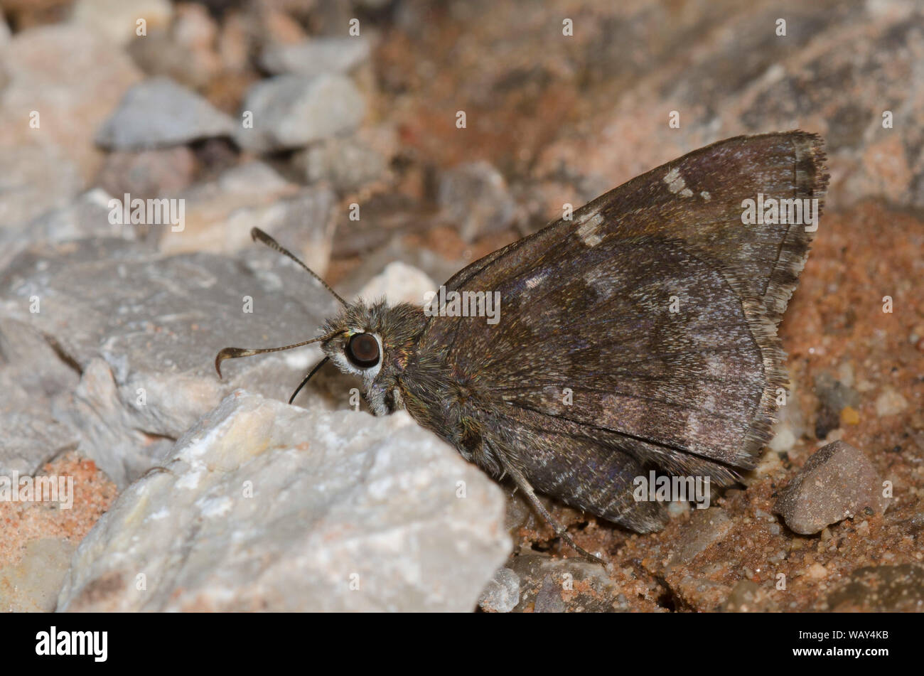 Outis Skipper, Cogia outis, fango-copertura Foto Stock