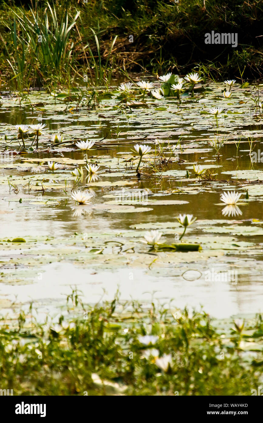Water Lilies. Parco Nazionale di Kafue. Zambia Foto Stock