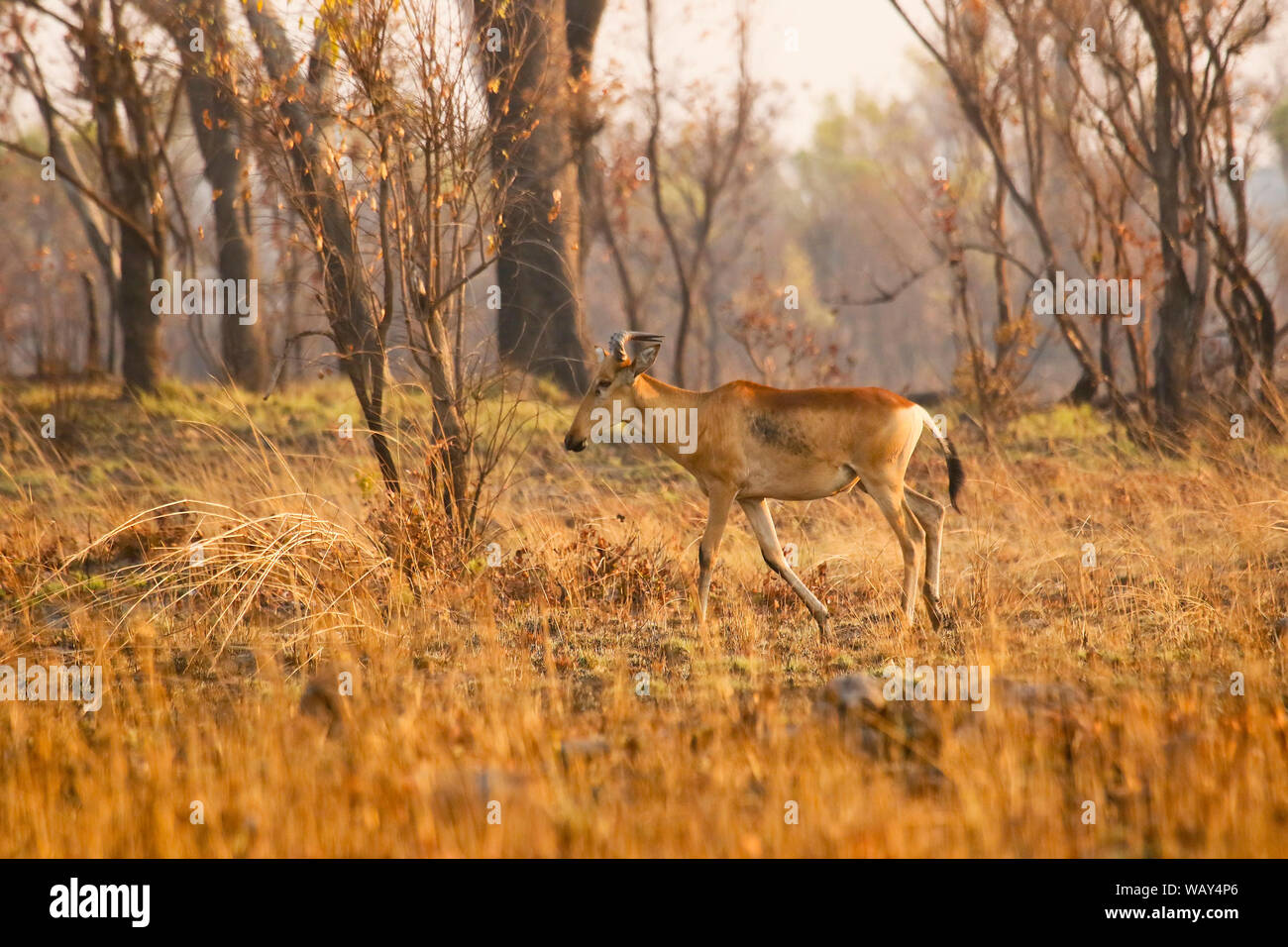 Lichtenstein's hartebeest (Alcelaphus lichtensteini), il Parco Nazionale di Kafue. Zambia Foto Stock