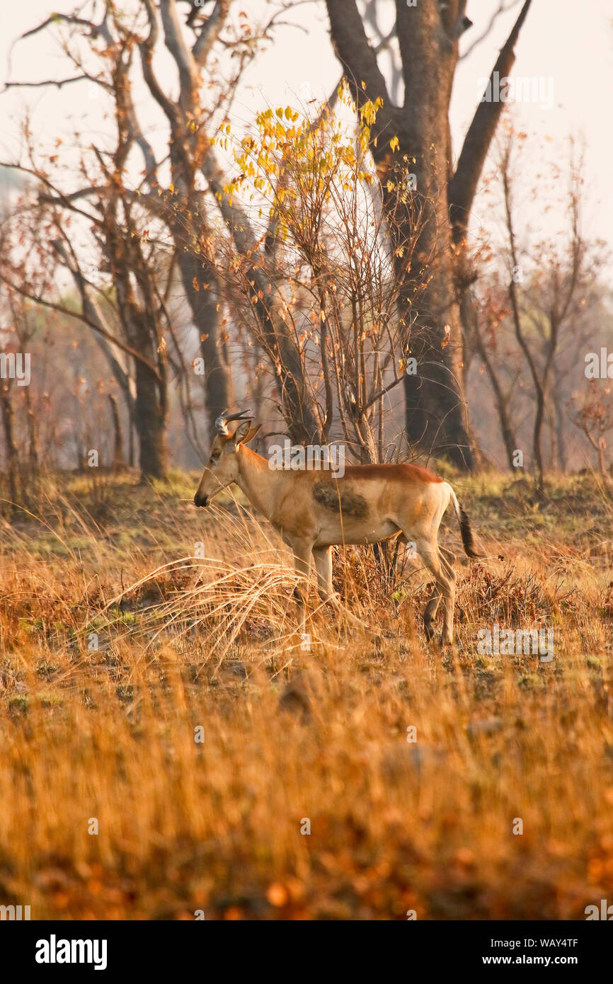 Lichtenstein's hartebeest (Alcelaphus lichtensteini), il Parco Nazionale di Kafue. Zambia Foto Stock