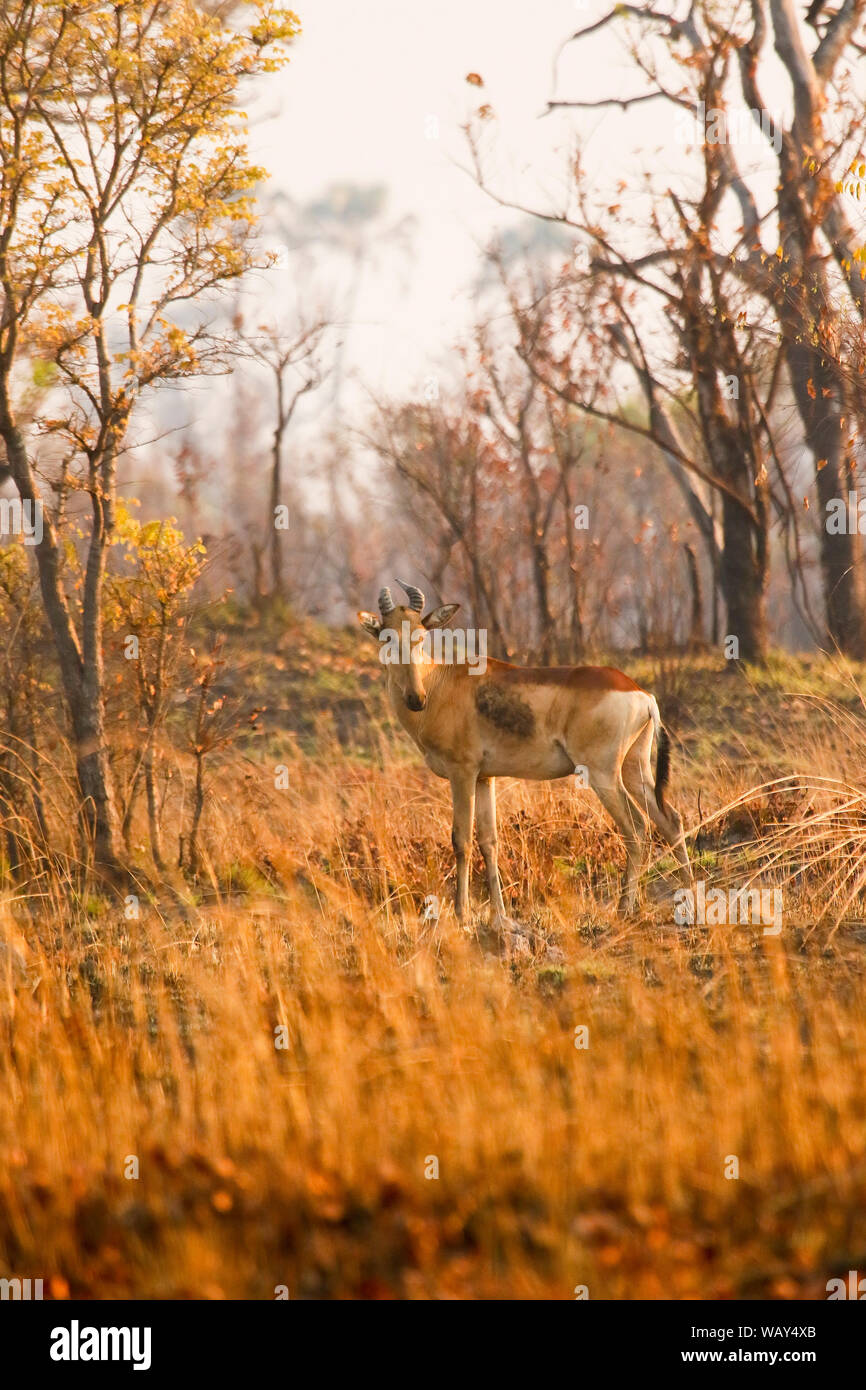 Lichtenstein's hartebeest (Alcelaphus lichtensteini), il Parco Nazionale di Kafue. Zambia Foto Stock