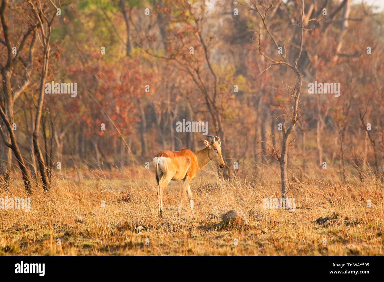 Lichtenstein's hartebeest (Alcelaphus lichtensteini), il Parco Nazionale di Kafue. Zambia Foto Stock