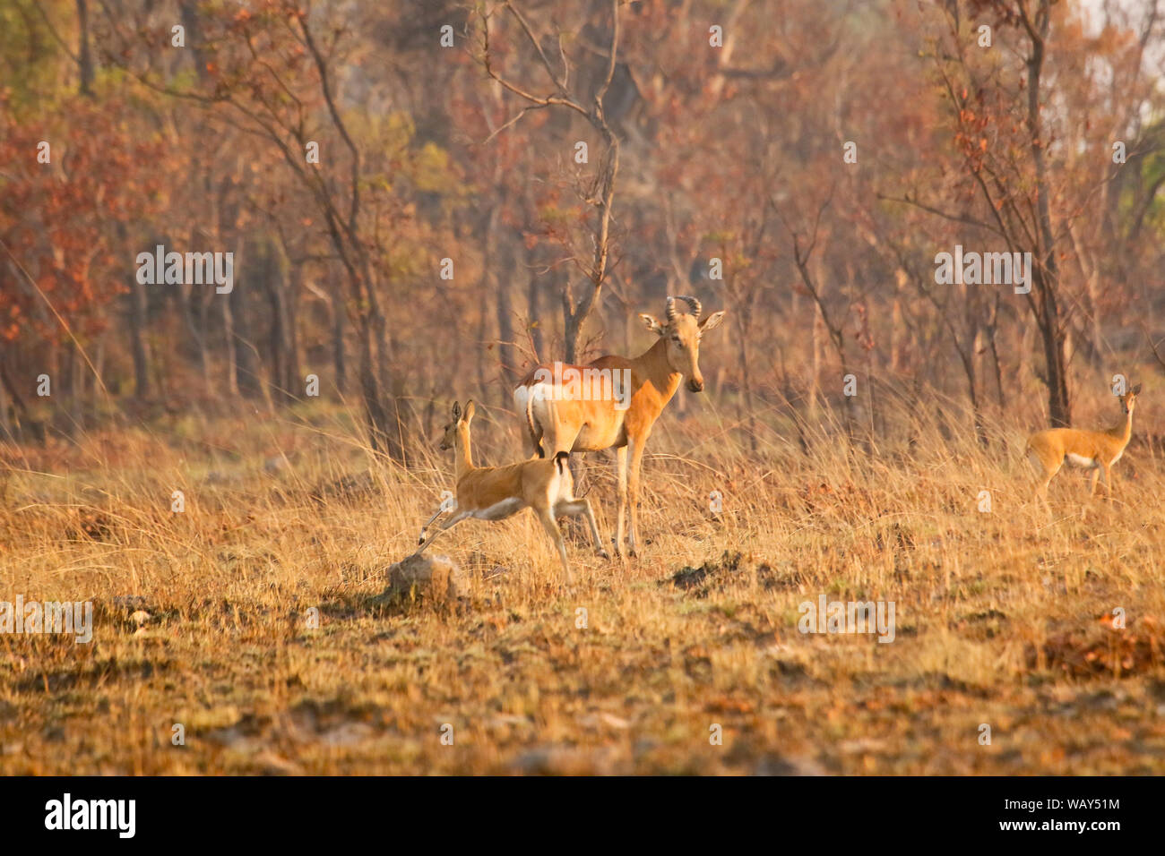 Lichtenstein's hartebeest (Alcelaphus lichtensteini), e (Oribi Ourebia ourebi). Parco Nazionale di Kafue. Zambia Foto Stock