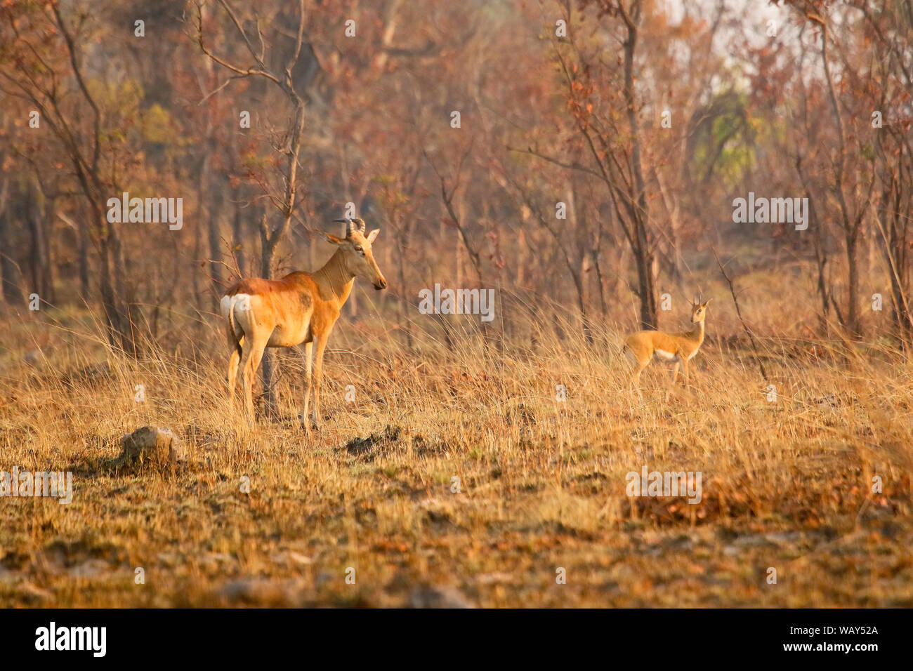 Lichtenstein's hartebeest (Alcelaphus lichtensteini), e del maschio (Oribi Ourebia ourebi). Parco Nazionale di Kafue. Zambia Foto Stock