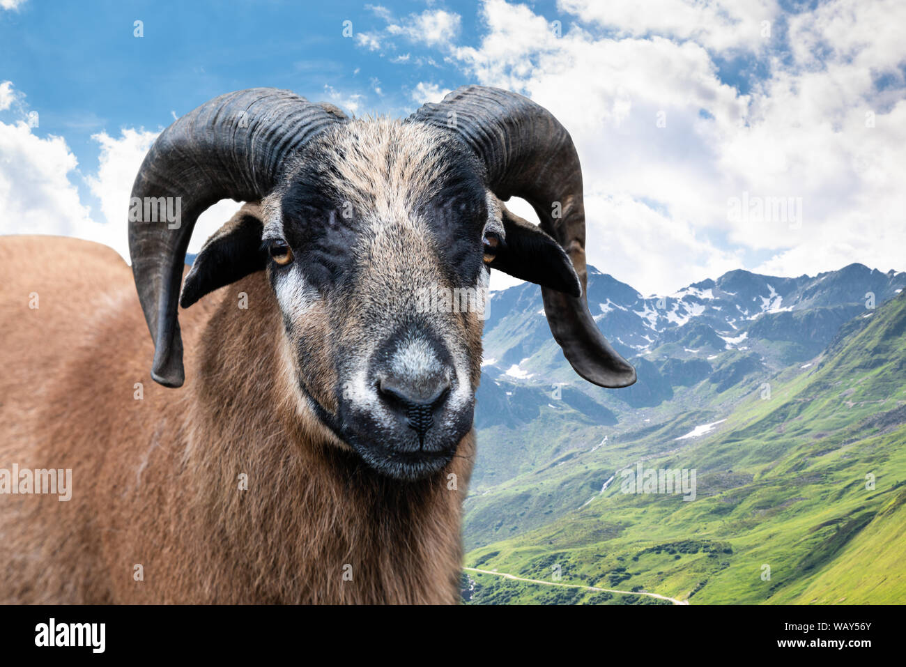 Pecore in montagna in estate in una giornata di sole Foto Stock