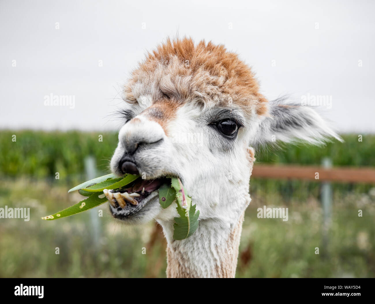 Alpaca mangiare erbe infestanti, Manitoba, Canada. Foto Stock