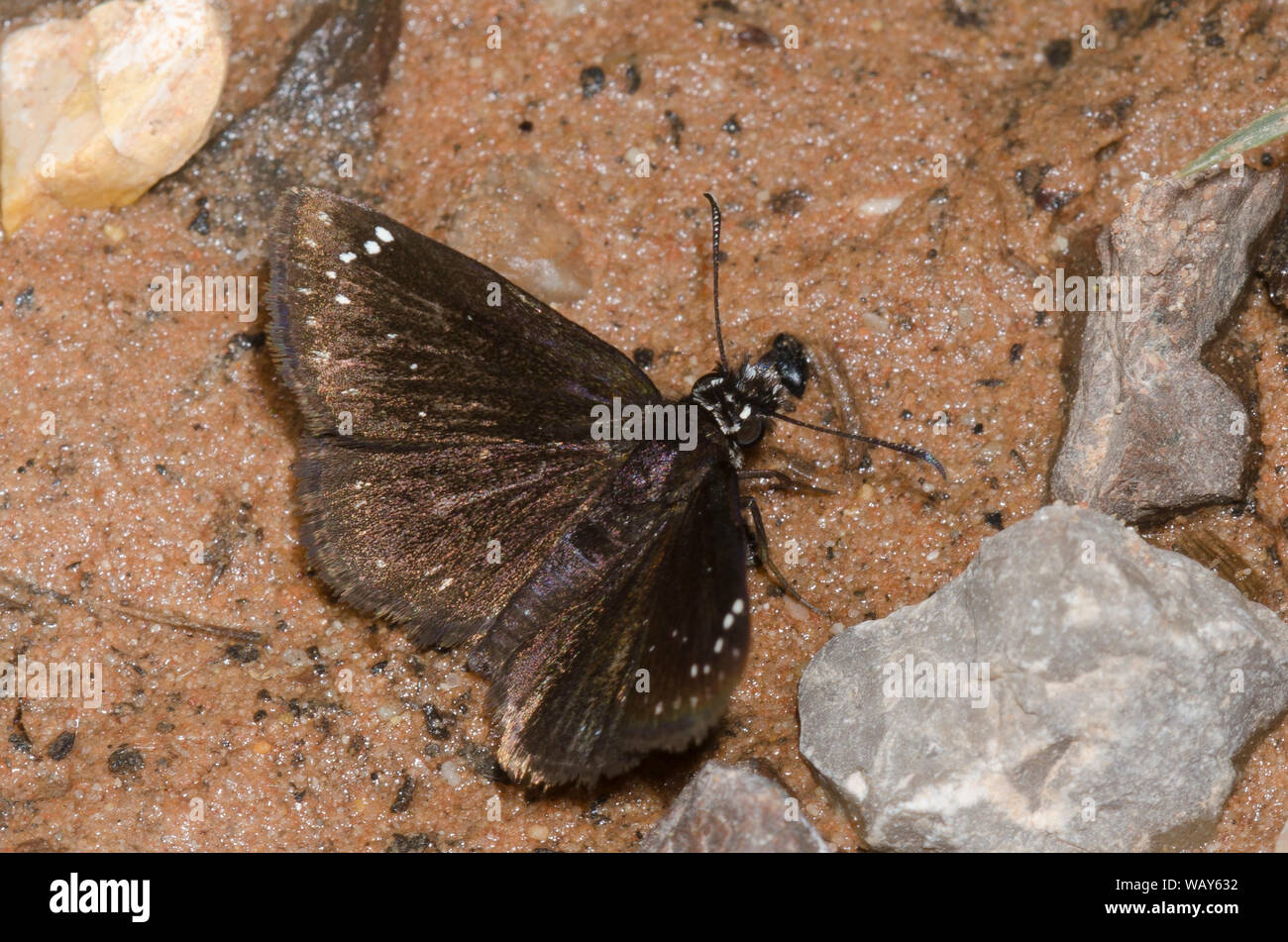 Comune, Sootywing Pholisora Catullo, fango-copertura Foto Stock