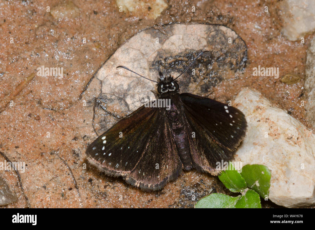 Comune, Sootywing Pholisora Catullo, fango-copertura Foto Stock