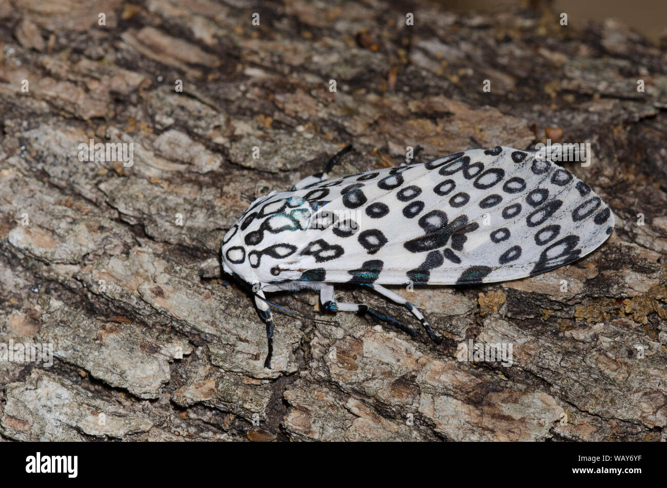 Giant Leopard Moth, Hypercompe scribonia Foto Stock