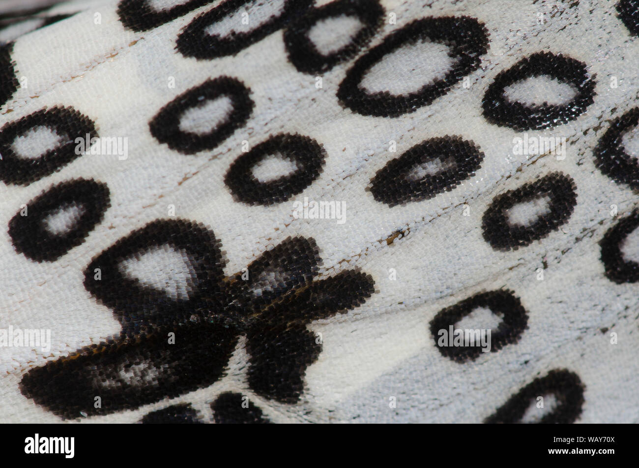 Giant Leopard Moth, Hypercompe scribonia, wing dettaglio Foto Stock